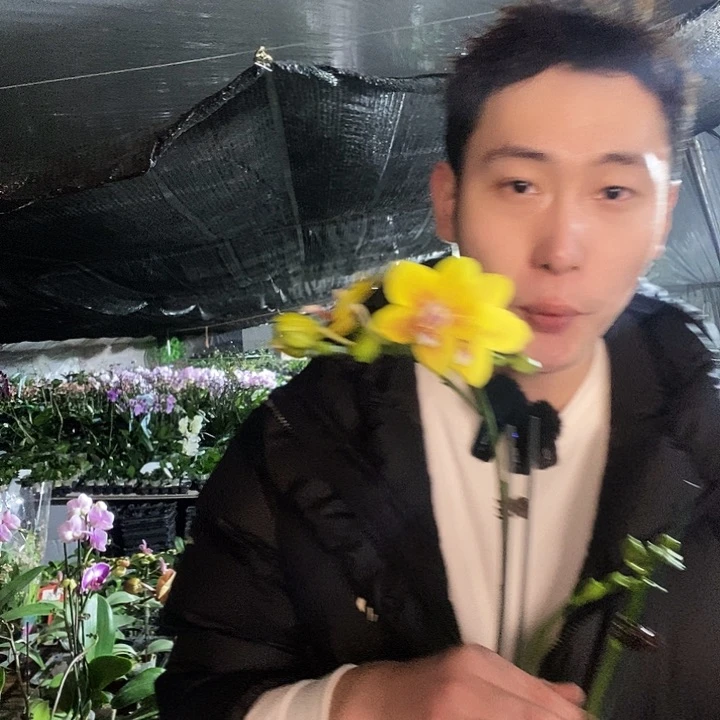 无花朵比自豪蝴蝶兰