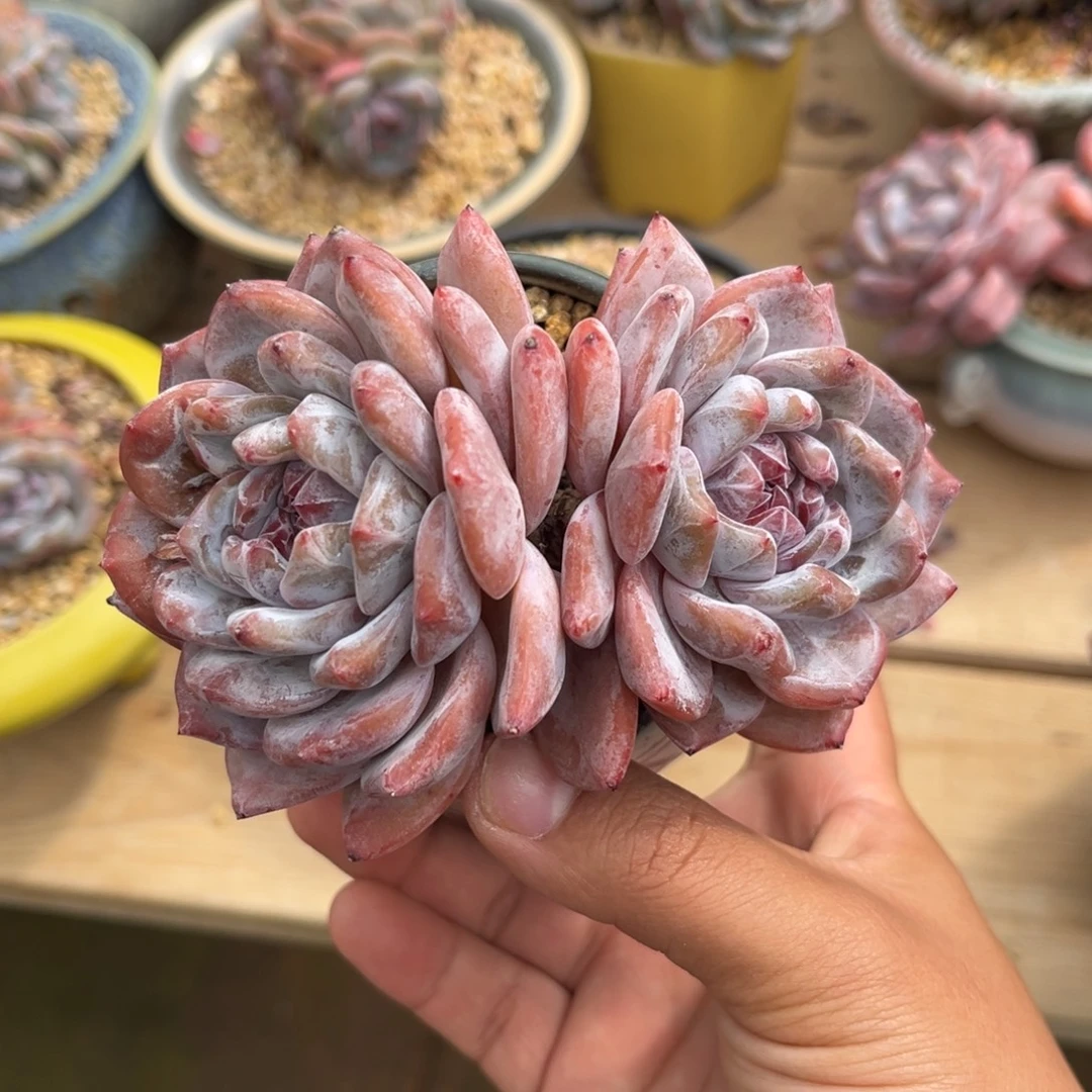 双头福利哈哈哈哈哈哈