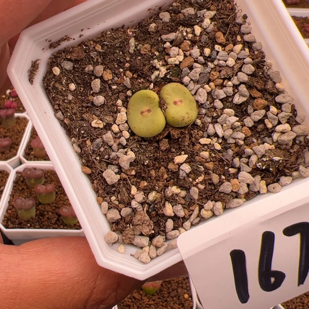 6.3嘟嘟嘴多肉植物167