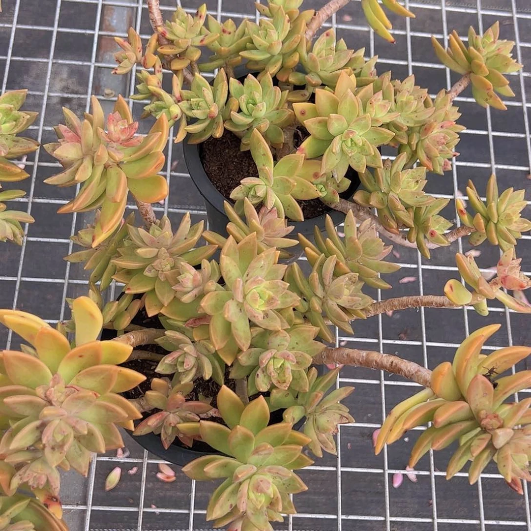 黄金布丁多头大盆老桩精品二盆