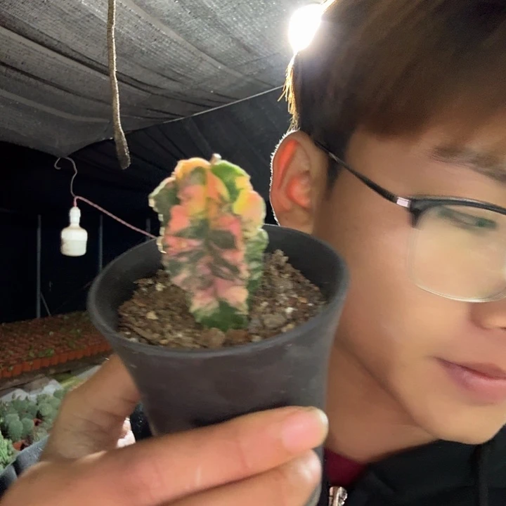 莫***哈全部花朵龙凤玉哈哈哈哈哈哈哈