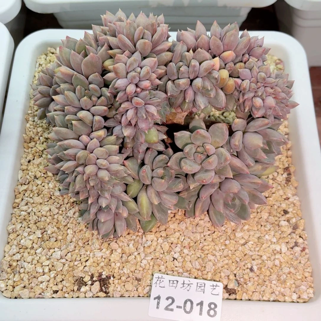 挽*๑12.18红象牙缀化