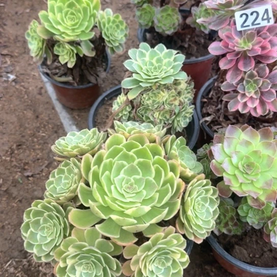 无花朵花妖226号不包断枝