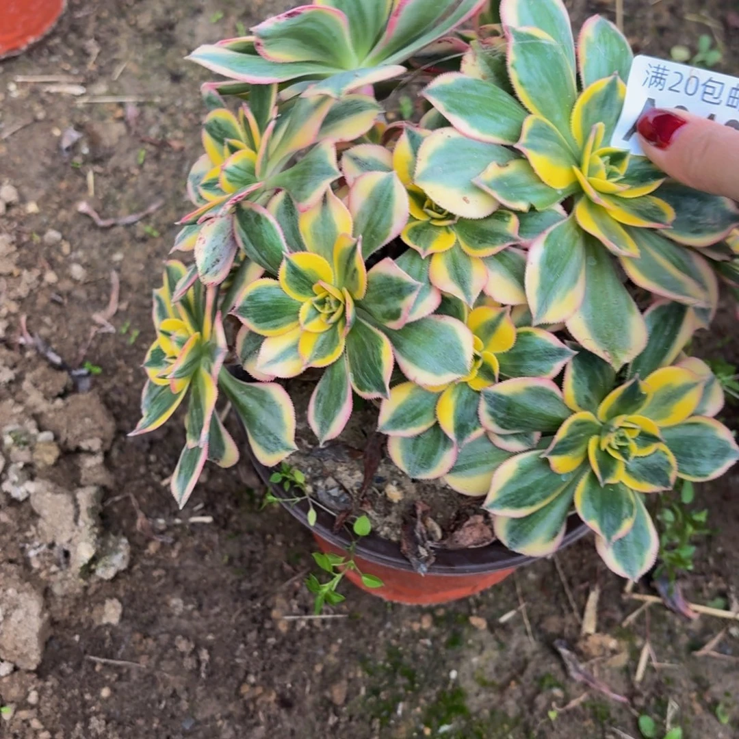 843多肉植物捧花的时候@