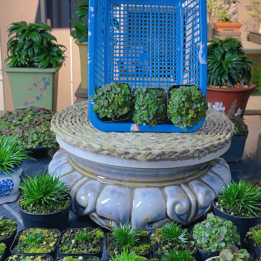 【闪购商品】完全开放