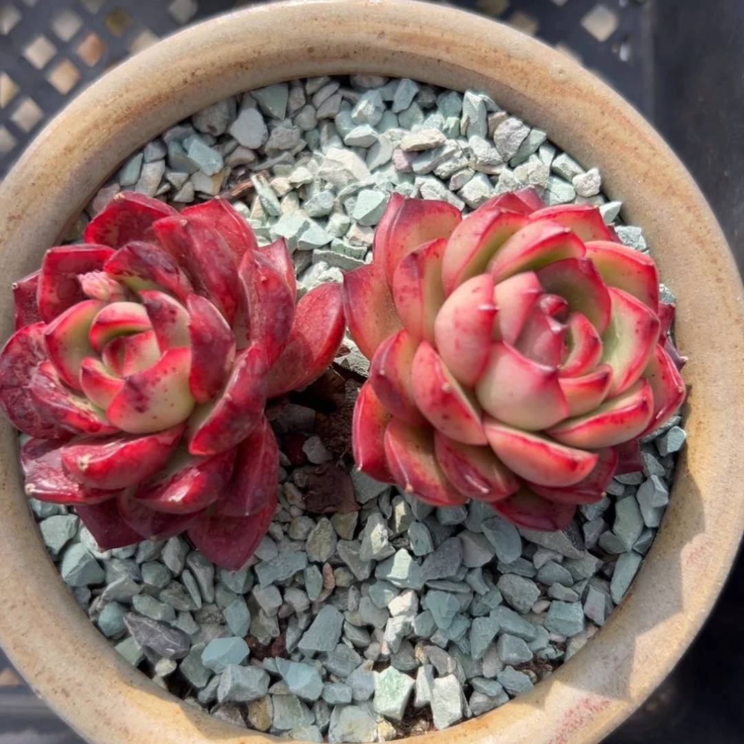 宝丽安娜精控多肉一物一拍