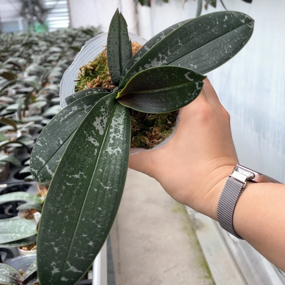 当前无花栽培后可以开花3.5嫩粉西交白
