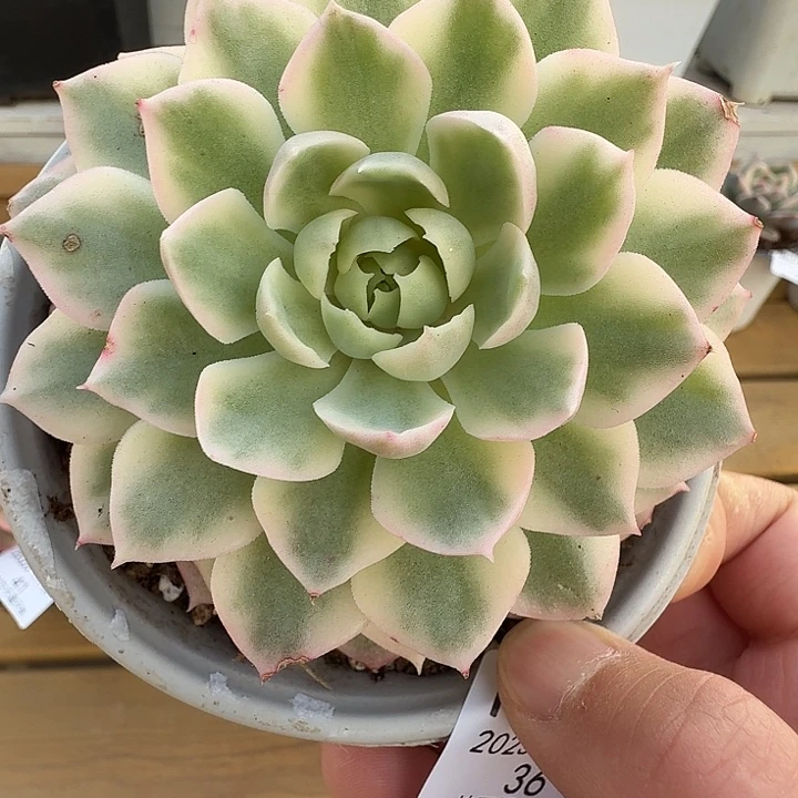 不知名锦1111127-36