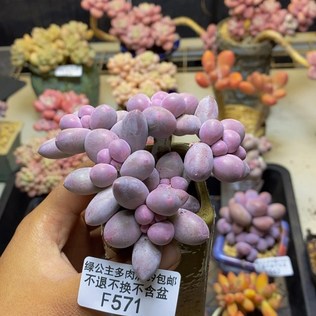 571香水手指奶多肉7cm