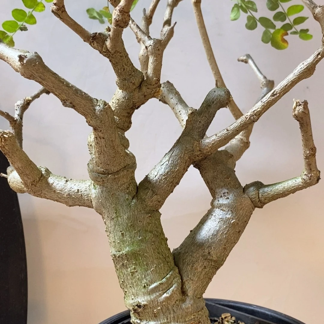 入门级（尼勒达乳香）实生带盆