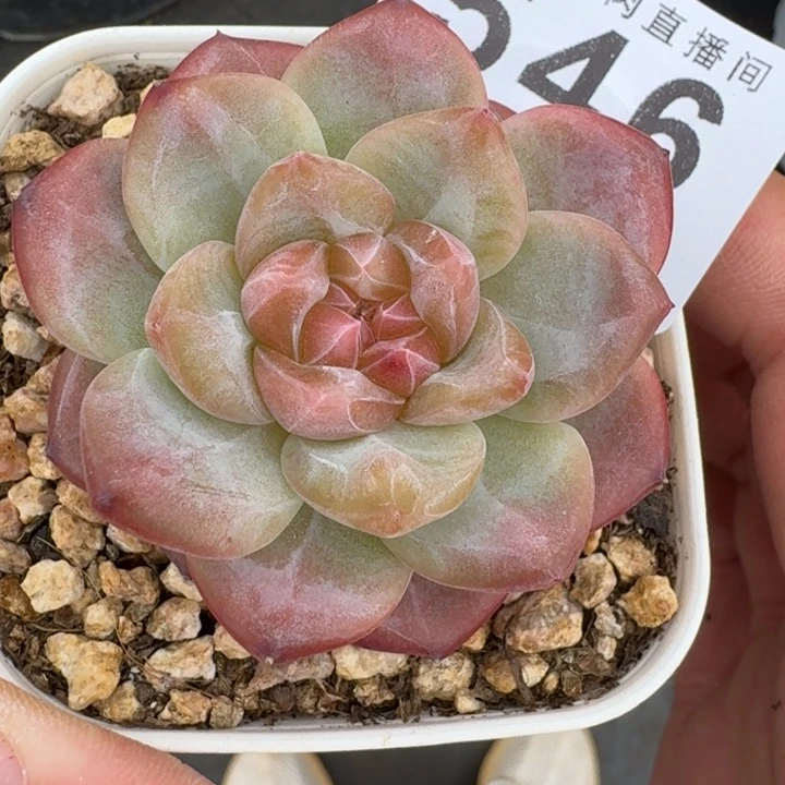 灯芯琥珀         多肉植物