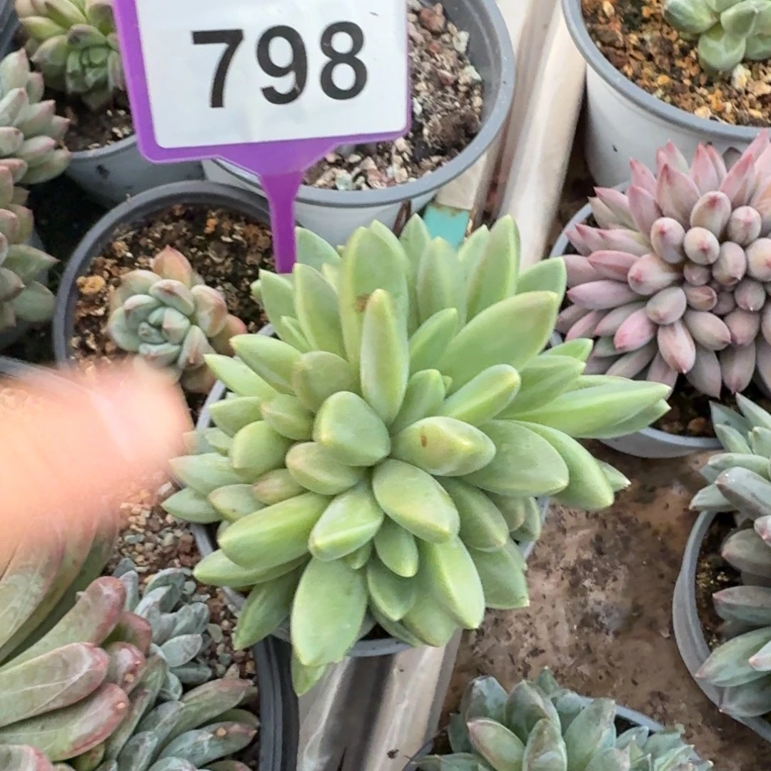 橙色奇迹一物一拍298