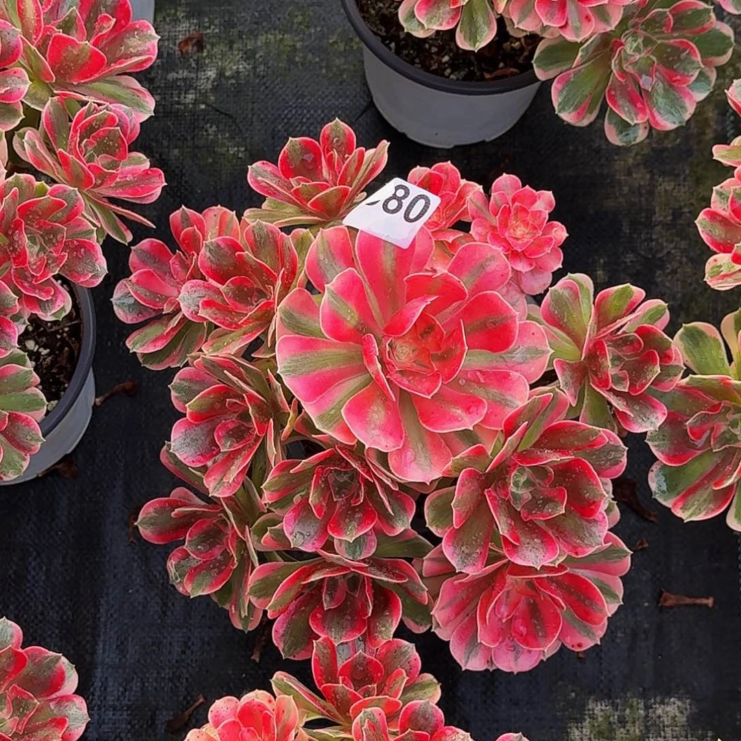 080粉女郎冠服30公分