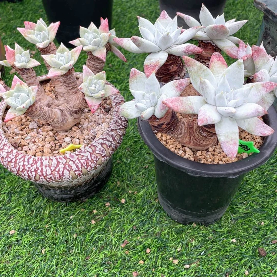 哇*福利粗桩福利粗桩