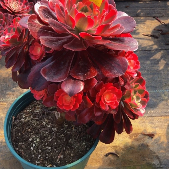 美杜莎多肉187000000000