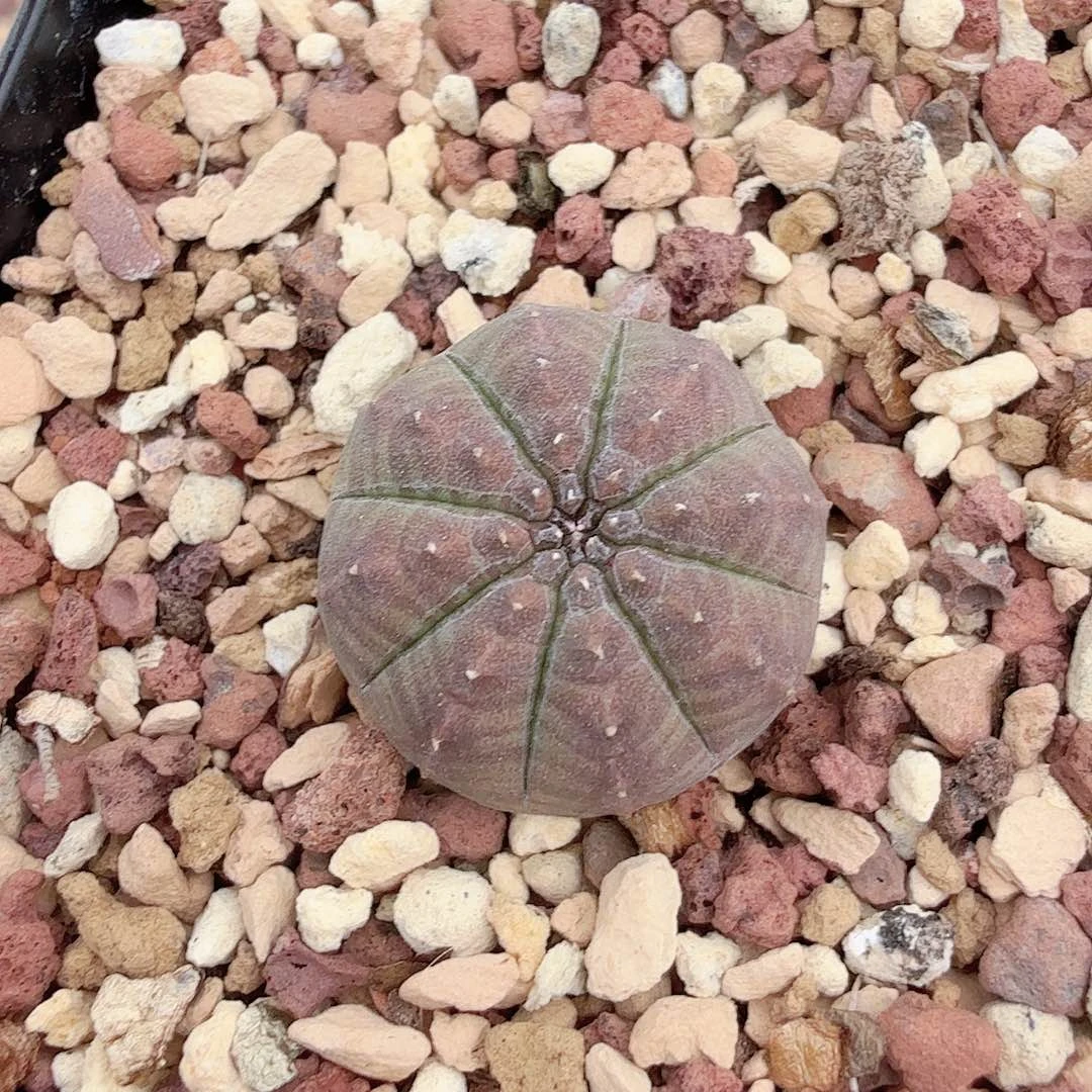 实生胭脂欧布带盆发货