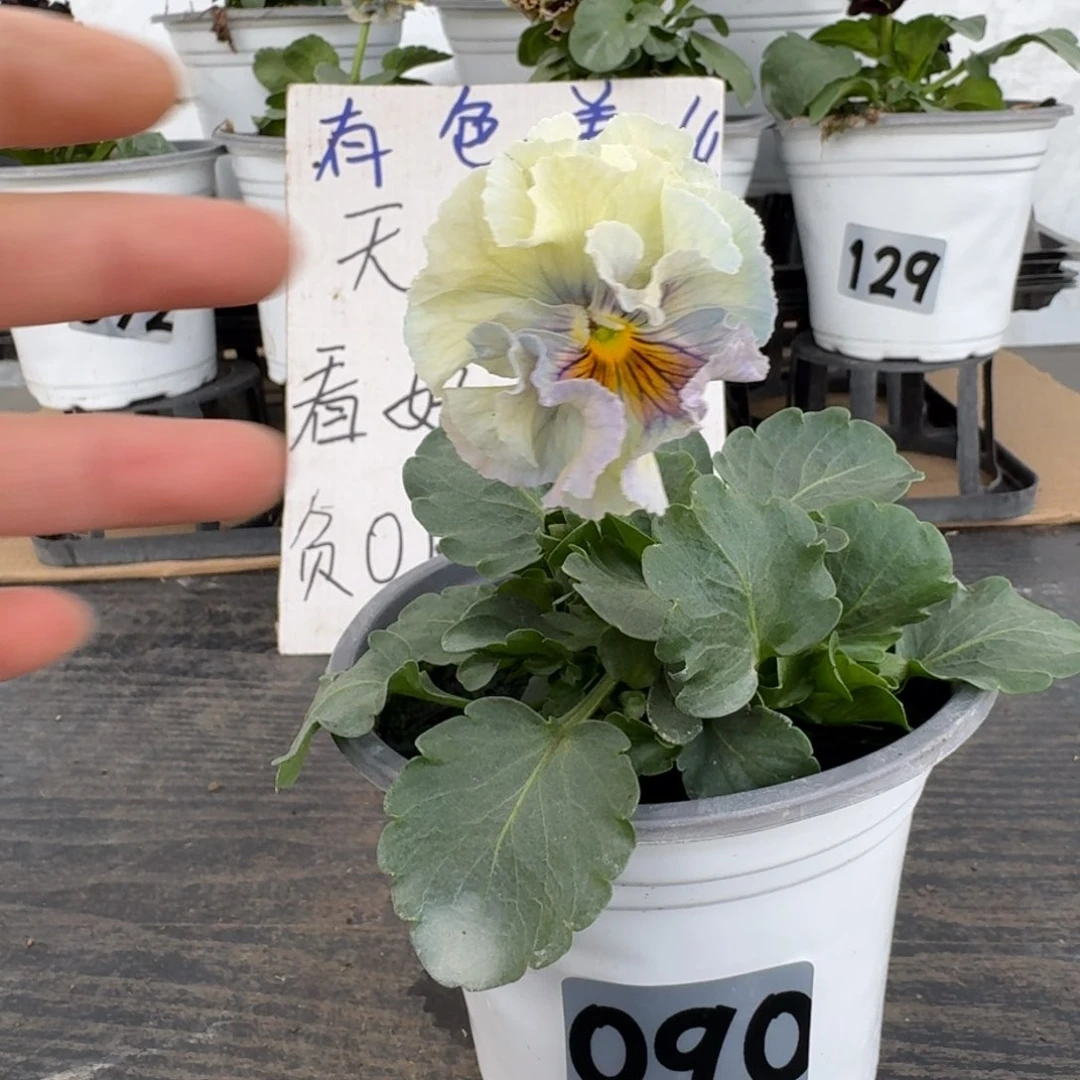 全部花朵090号木村