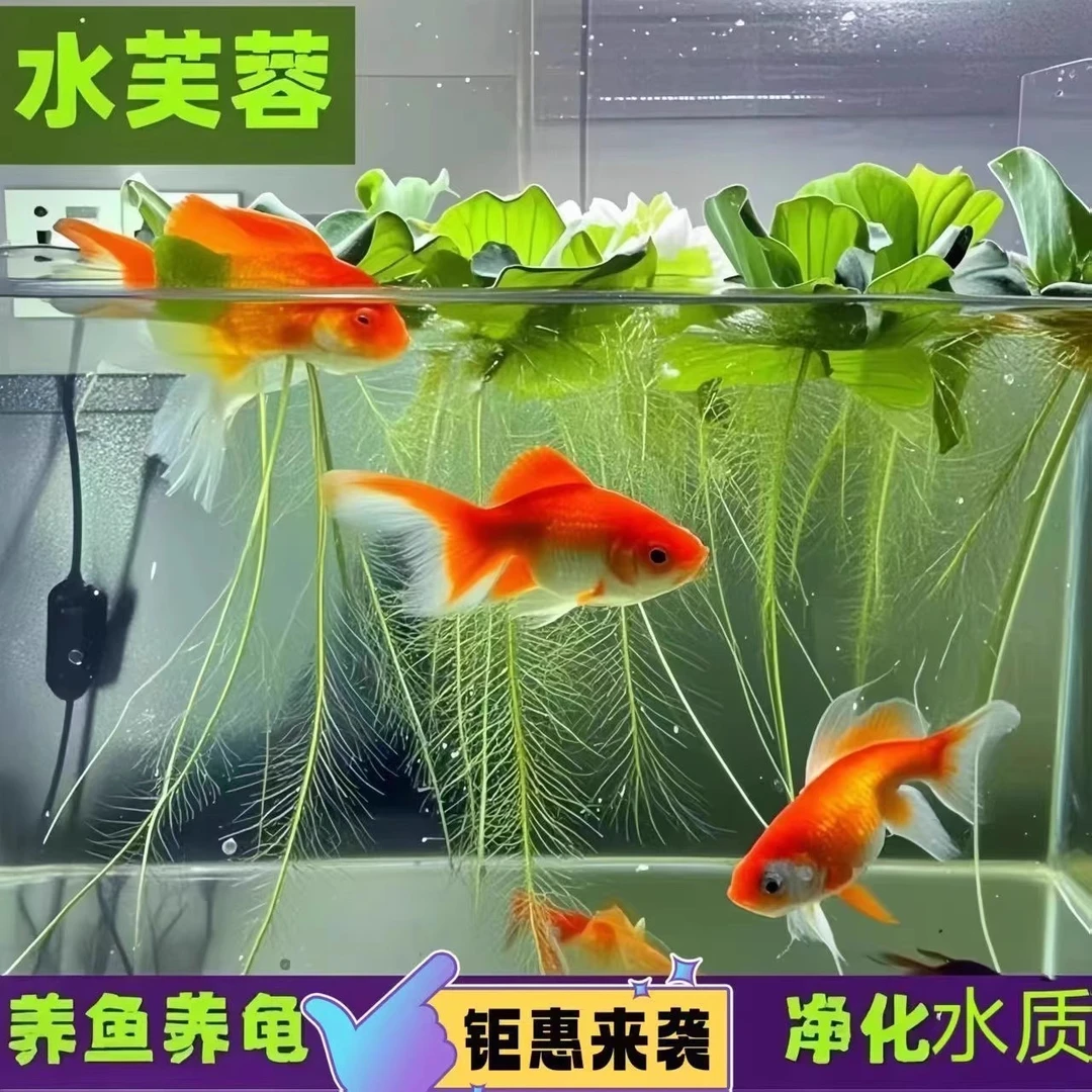 水芙蓉浮萍水草鱼缸净化水质增氧真水草室内外乌龟造景易养活养鱼