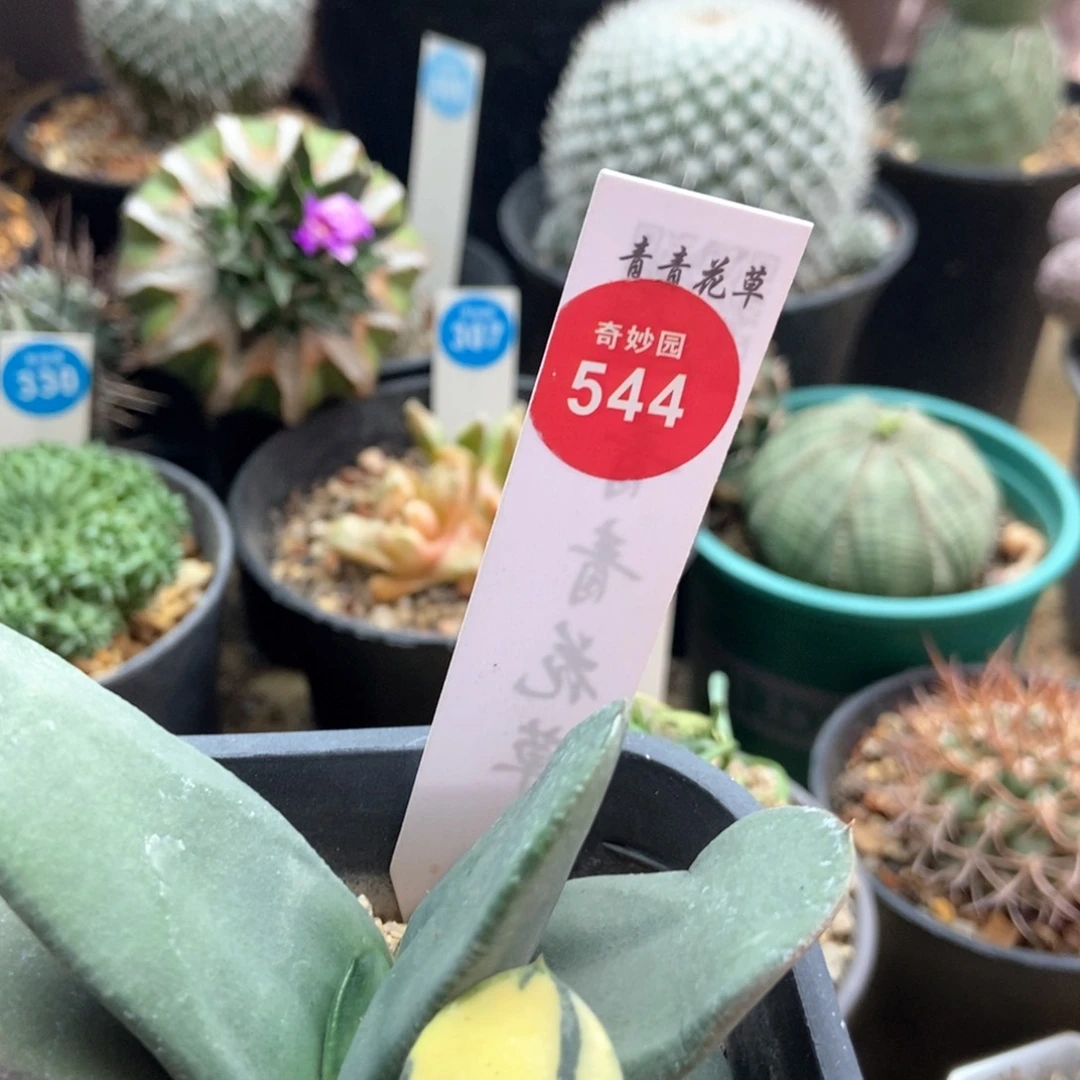 用****8卧牛锦一颗仙人球