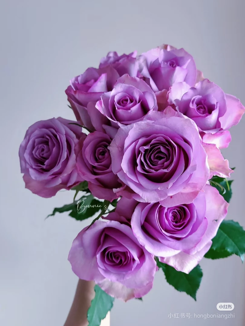 （紫霞仙子）小七月季盆栽带盆带土独颗