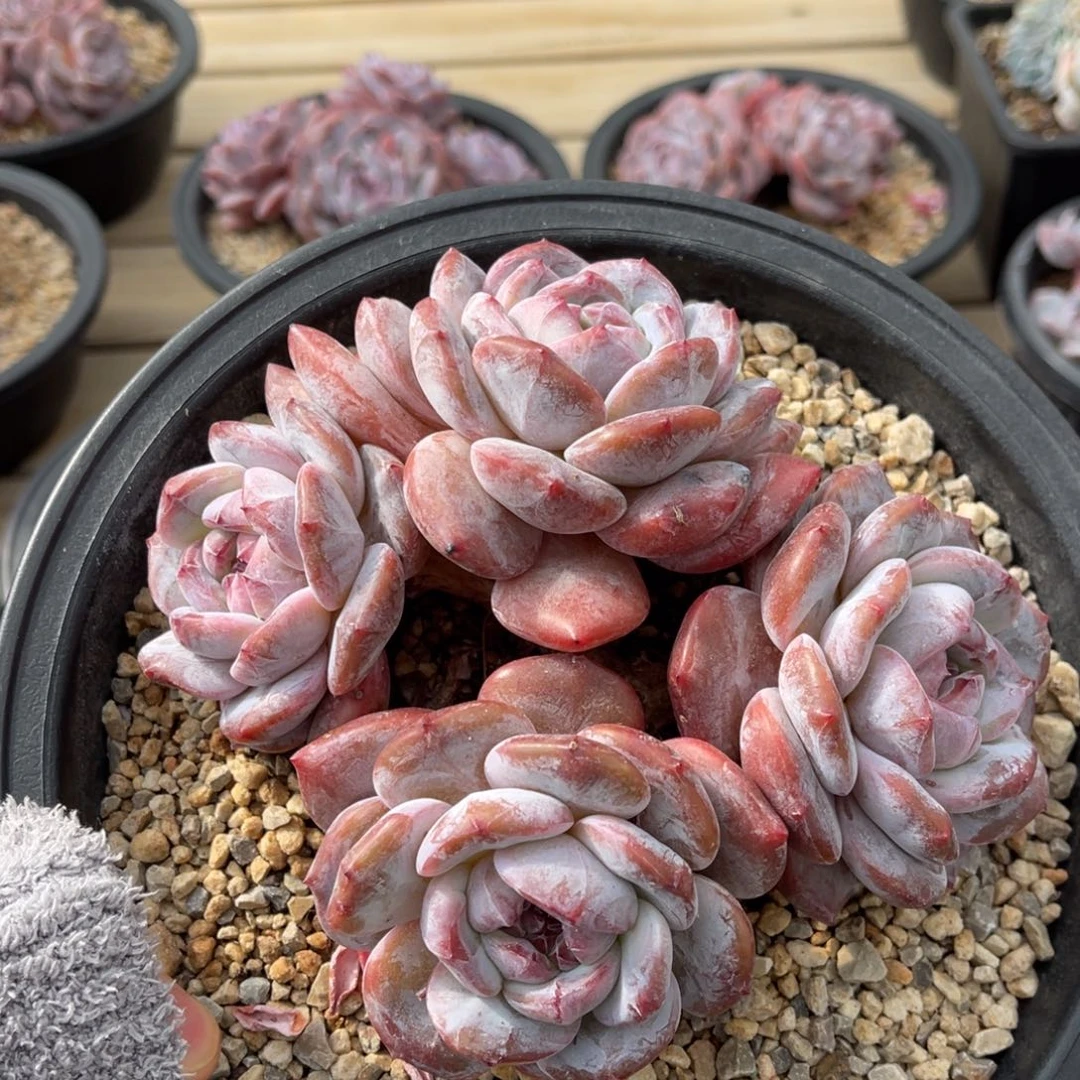 一物一拍不支持退换