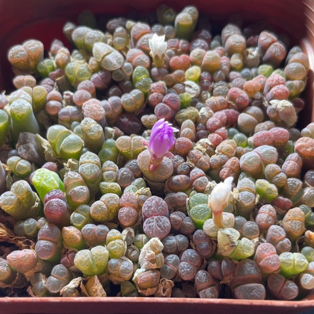 五彩风铃一物一拍～2