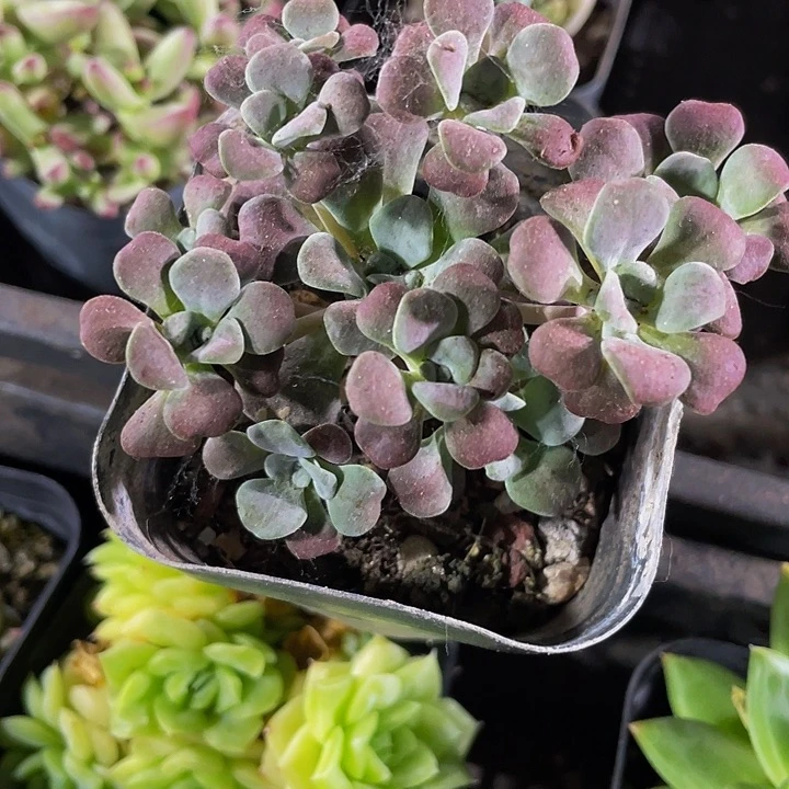 红霜2.8带盆土发