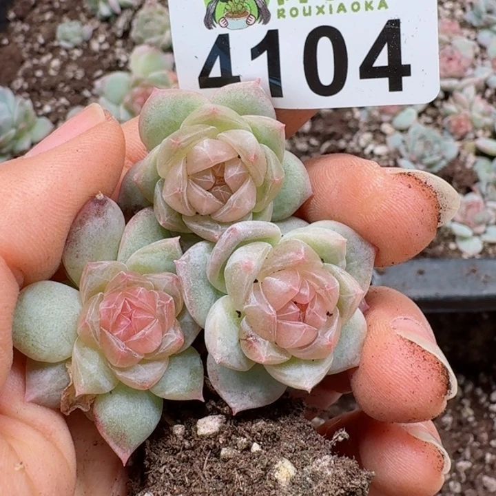 多肉植物多肉植物