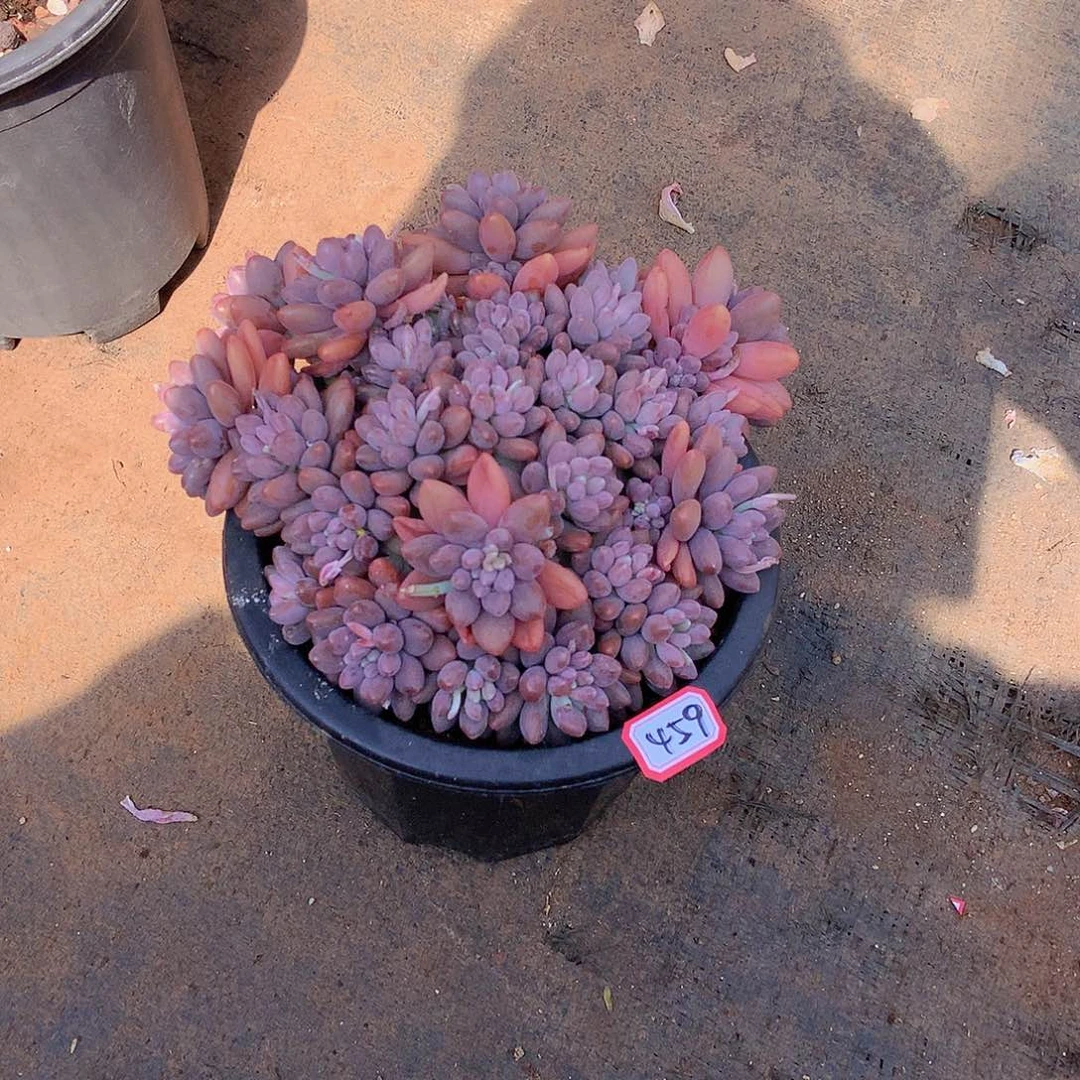 一物一拍多肉家里459星黛露