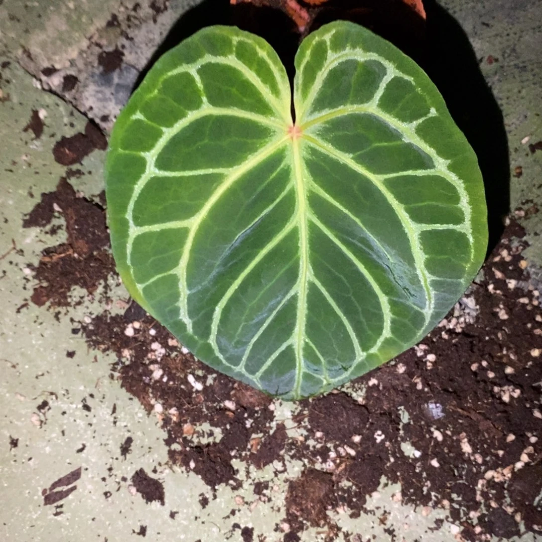 川***.不开花植物9584  红水晶杂铜锣烧