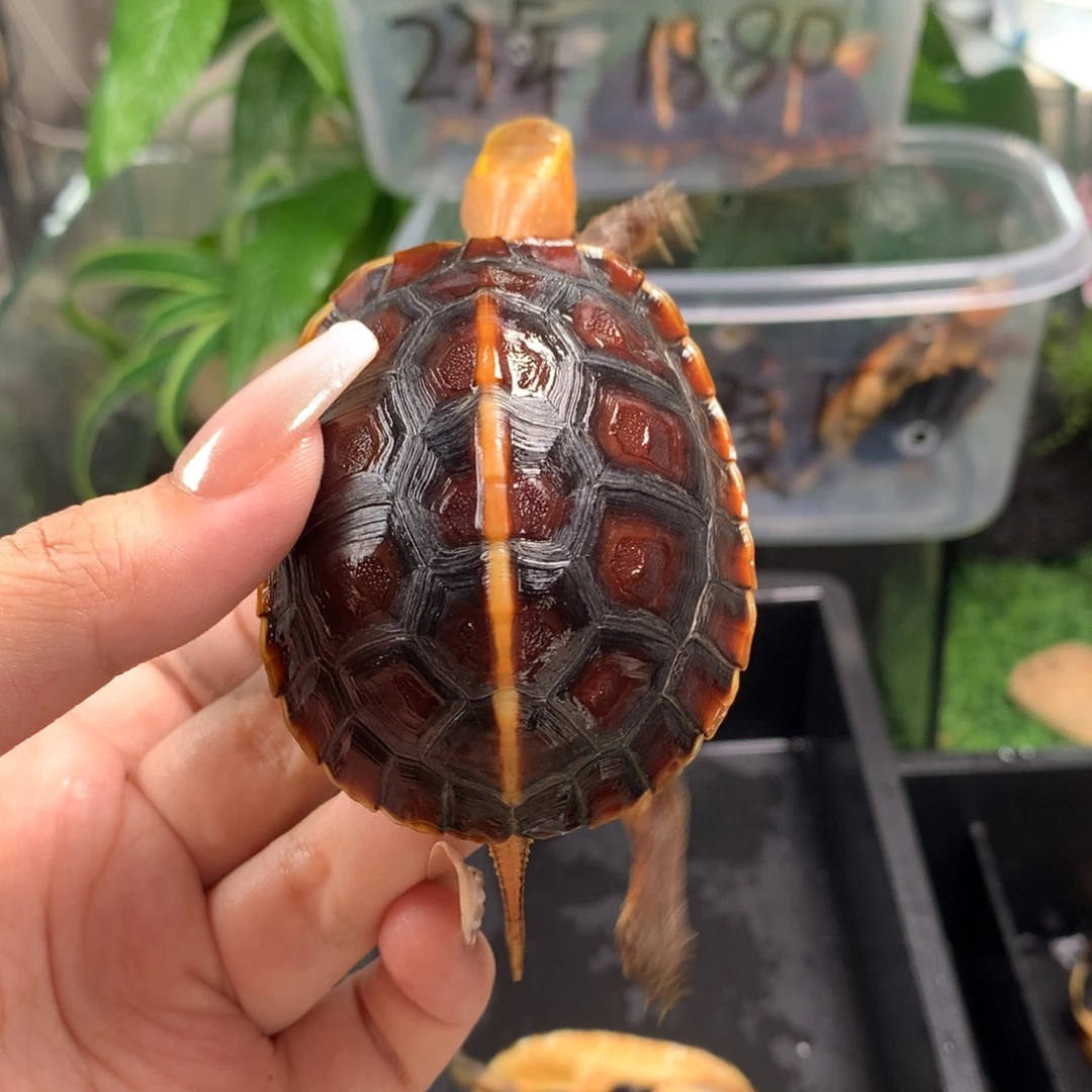 智***高不分公母宠物龟皖南安缘