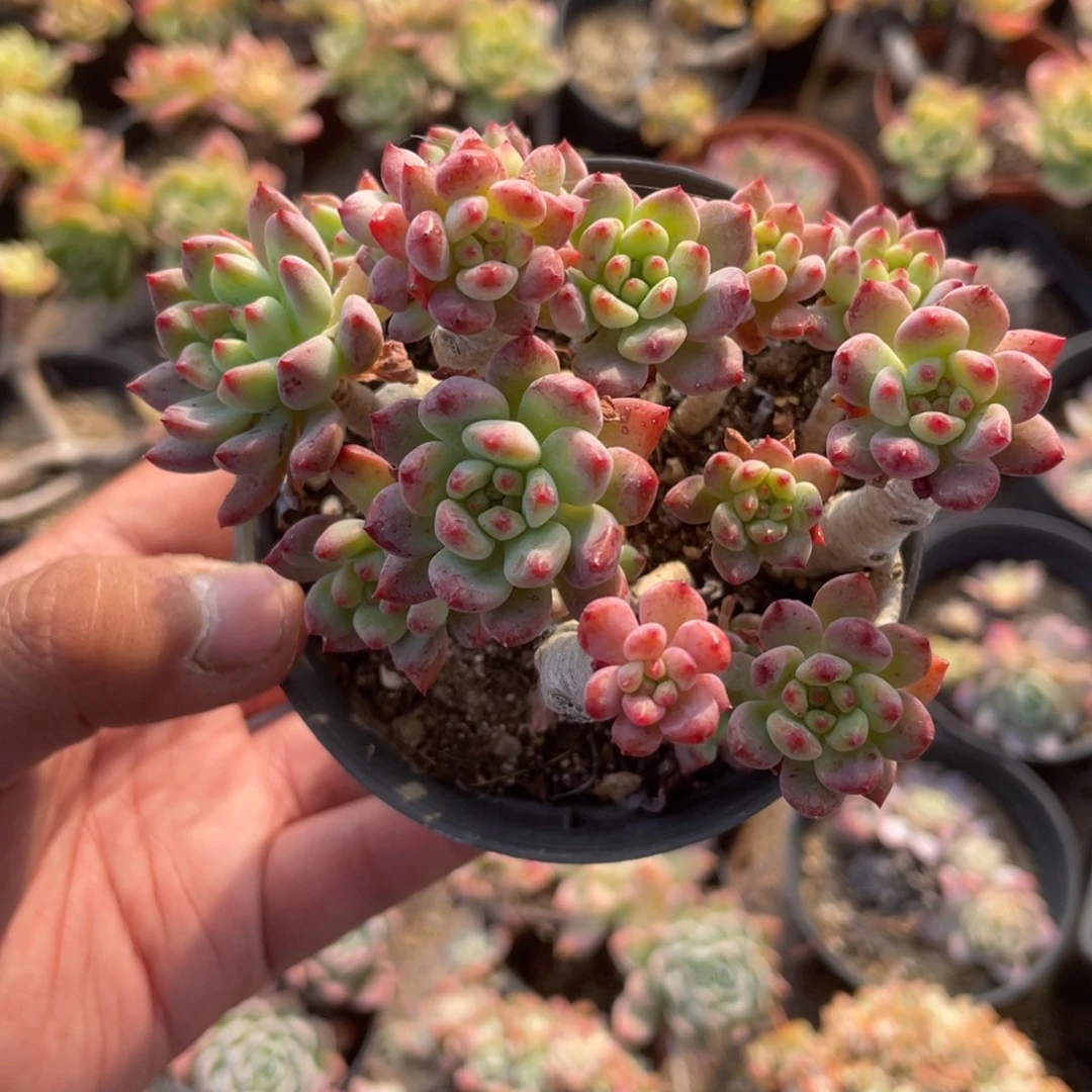 2929  蓝苹果  六月六
