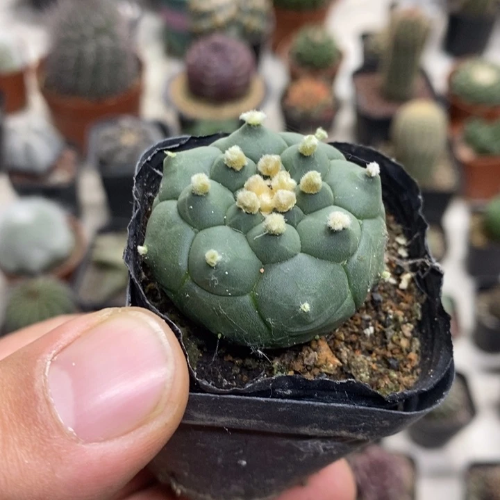 实生龟甲兜特价福利2