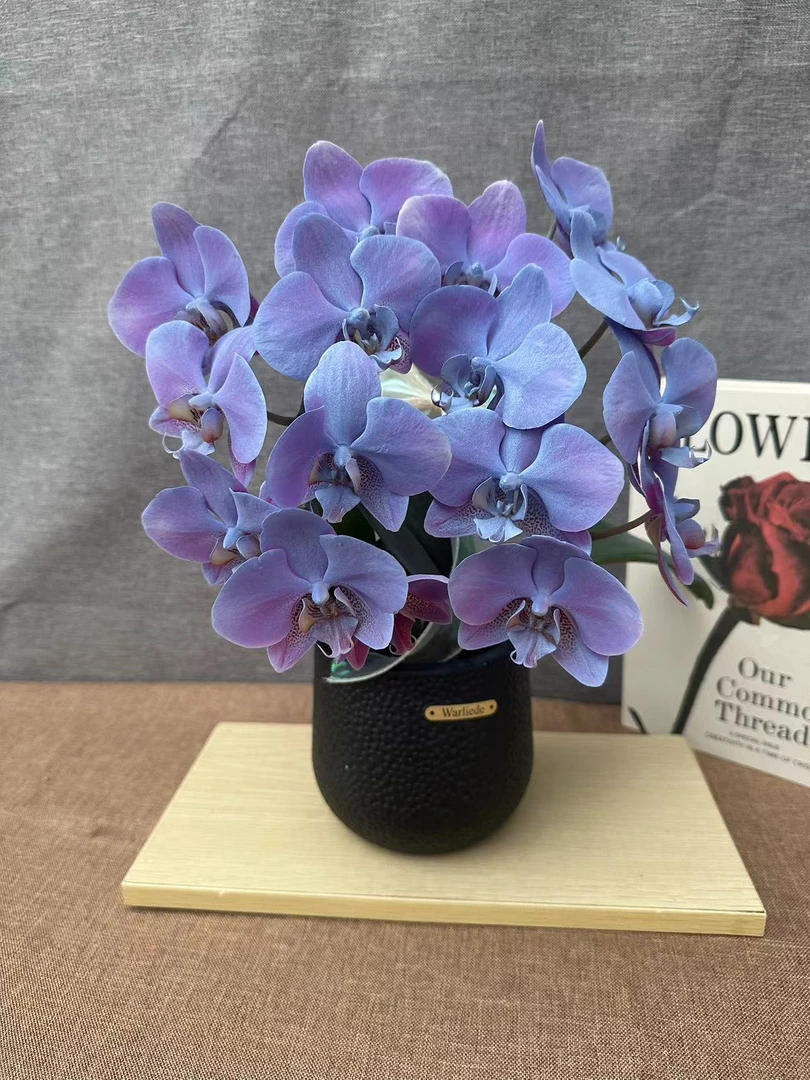 鲜花【极光】蝴蝶兰室内种植观赏可带花发货适合送礼-喷染工艺