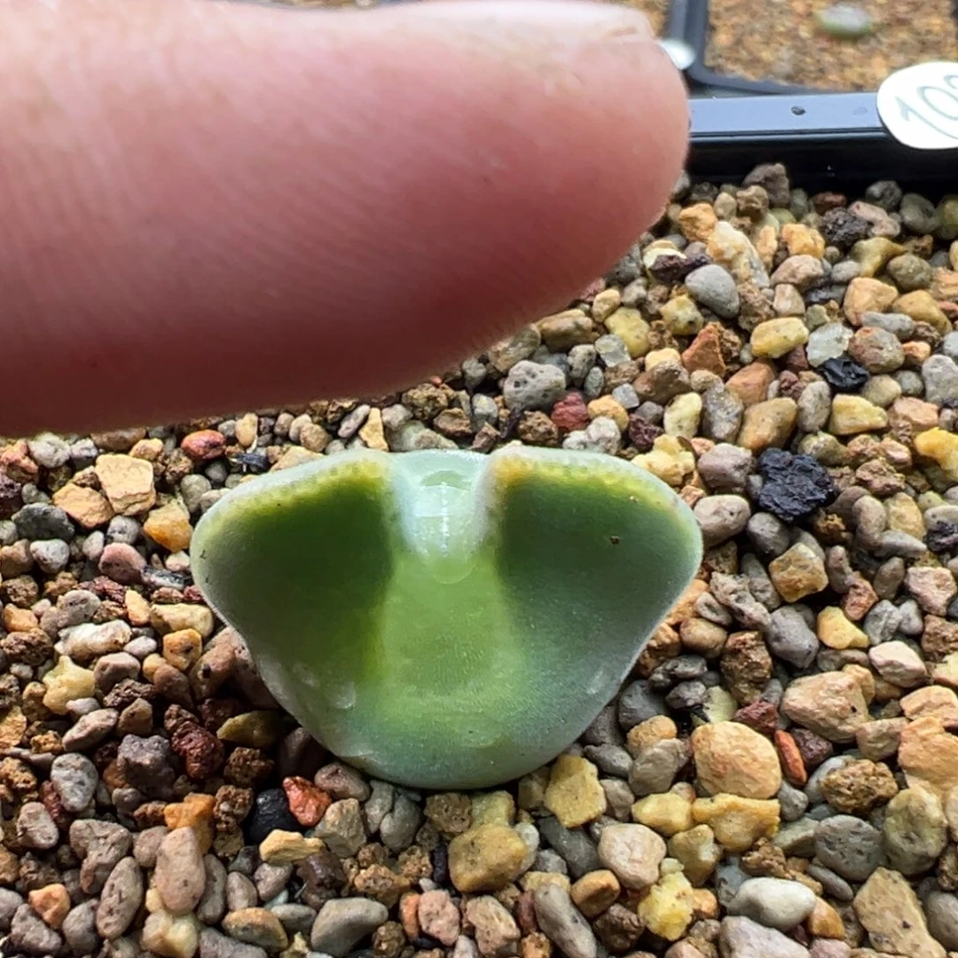 193多肉单头优选猫耳空蝉一棵特