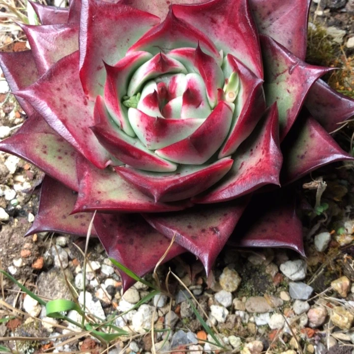 A**牛117//////////////////