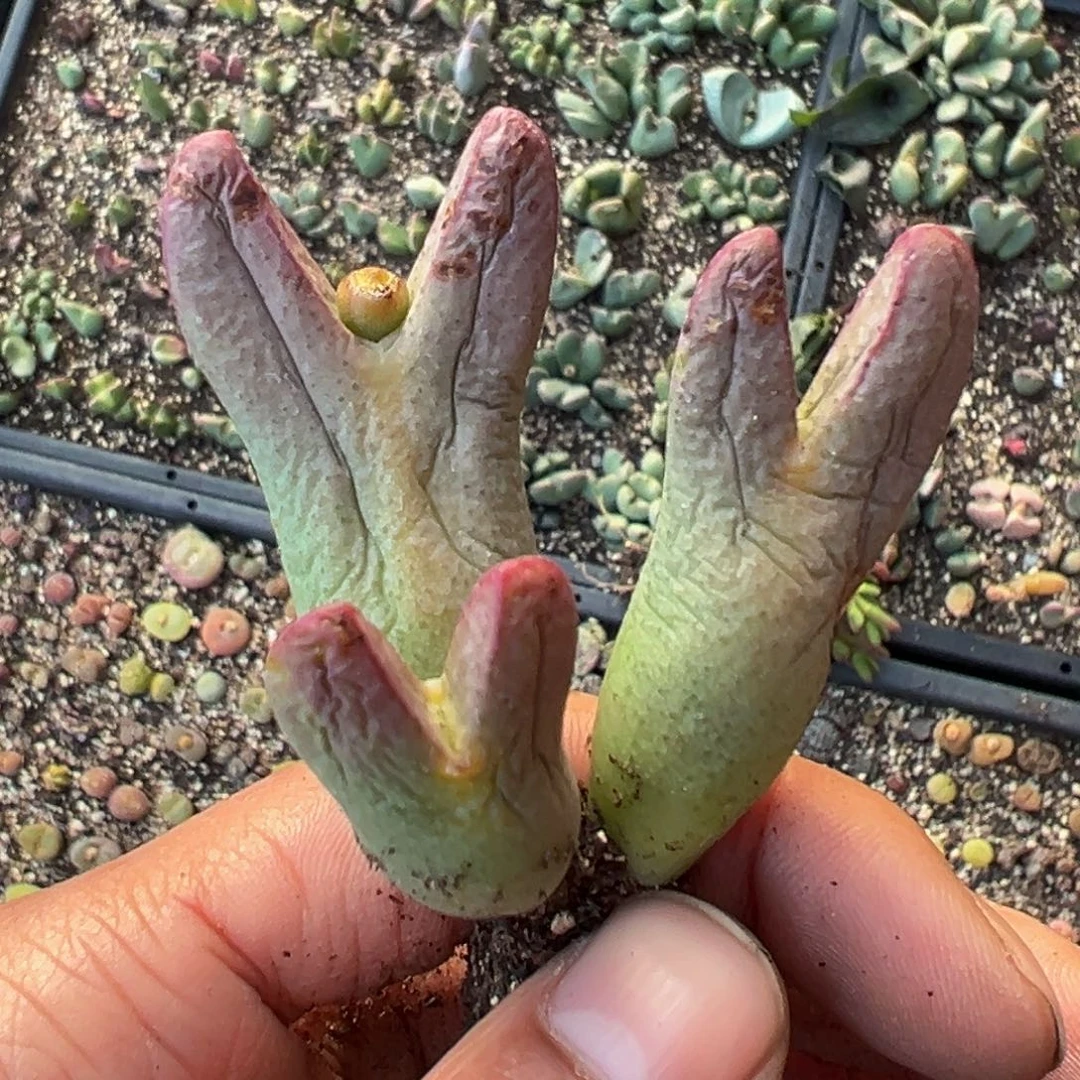 多肉植物111111111111111