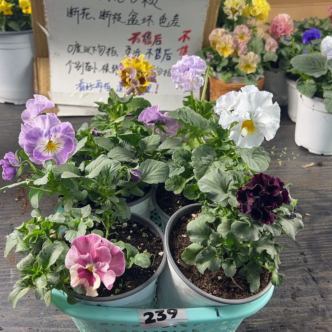大部分花苞少量开放239号