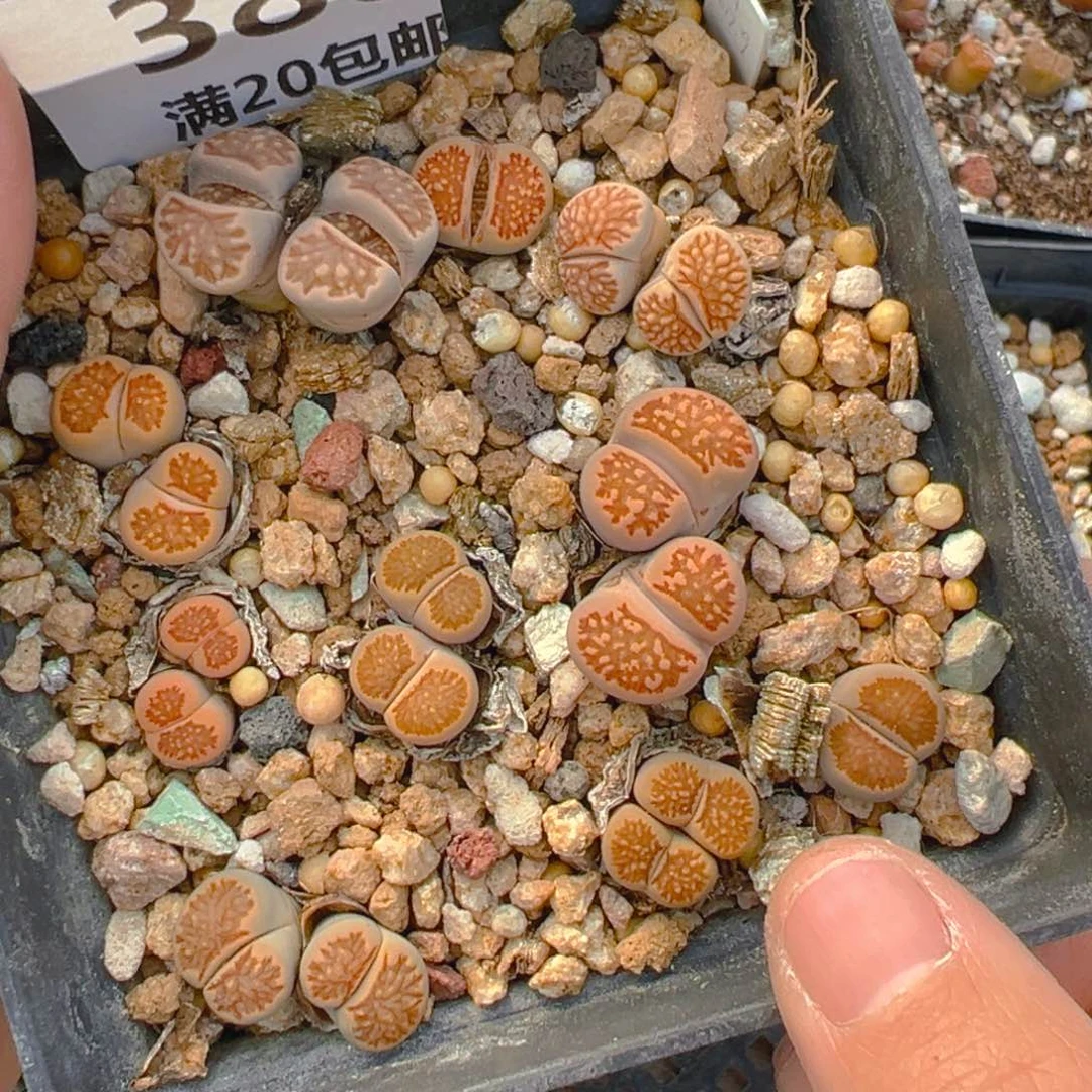 【闪购商品】380……