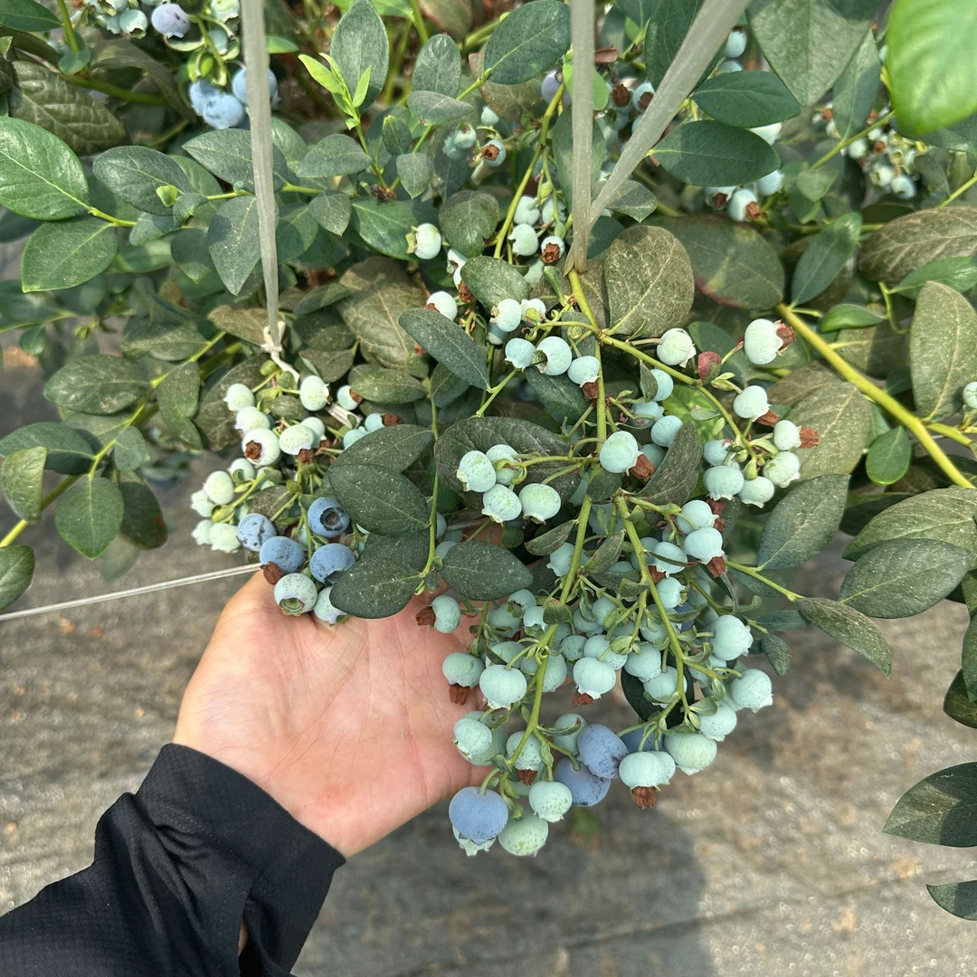 L25花香五加仑原盆原土【带果】室内外南北（生鲜植物拒收不退款）