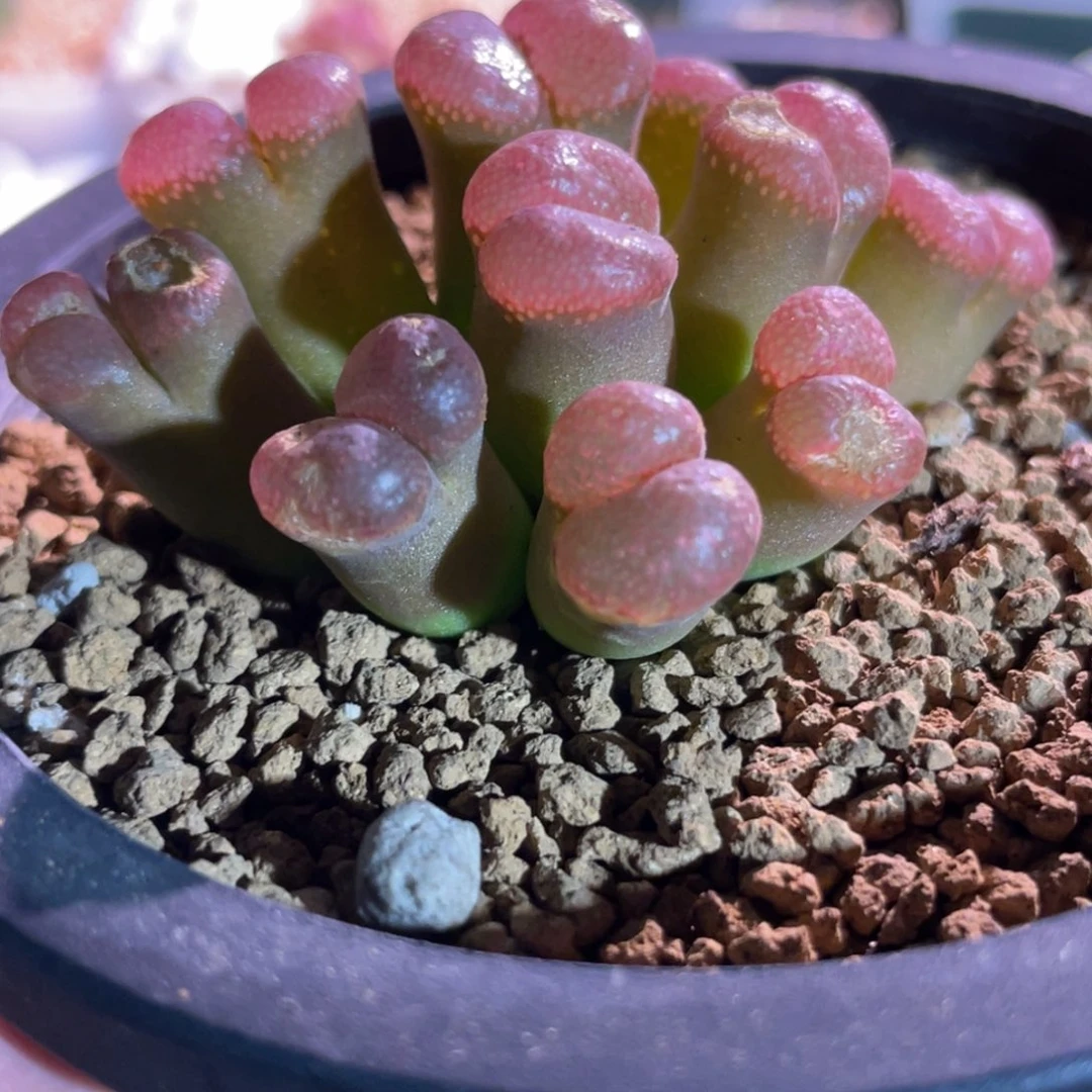 特特腰子窗花魁红风铃植物一物一拍