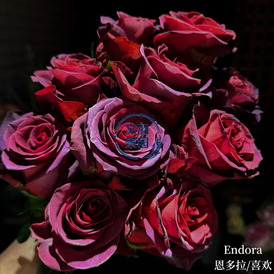 文羽景园【恩多拉/喜欢】切花月季多季节重复开花
