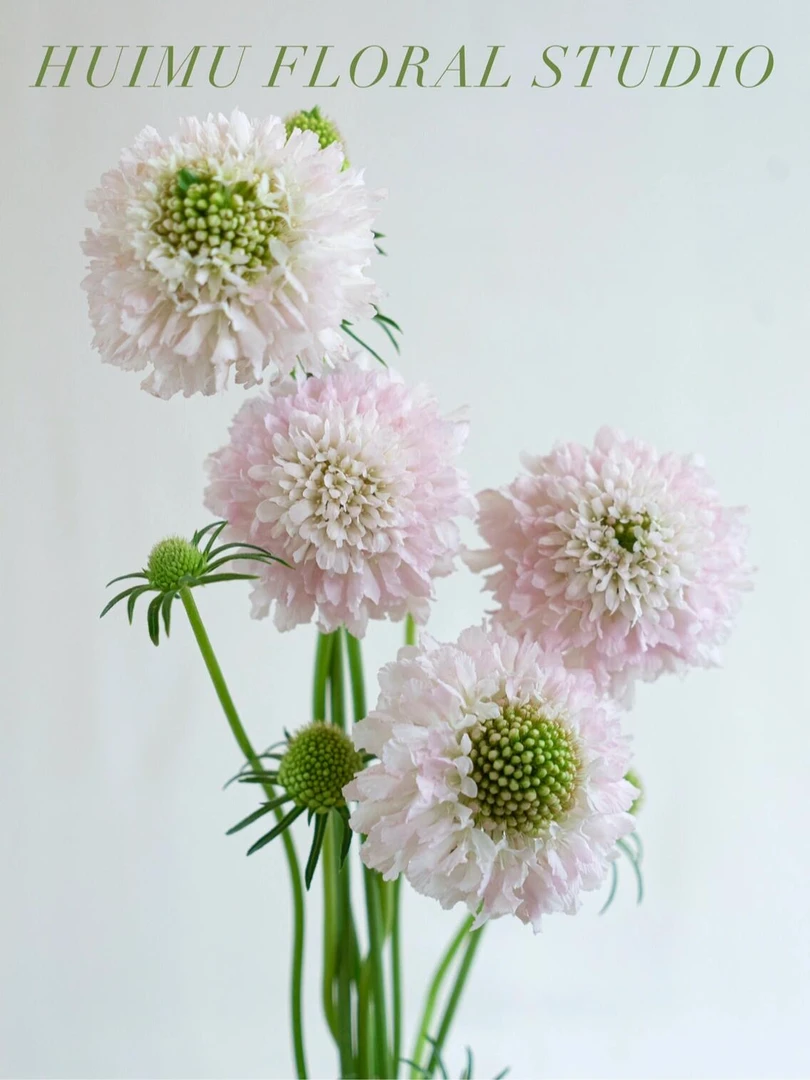 婵之语优选   樱花粉松虫草鲜切花