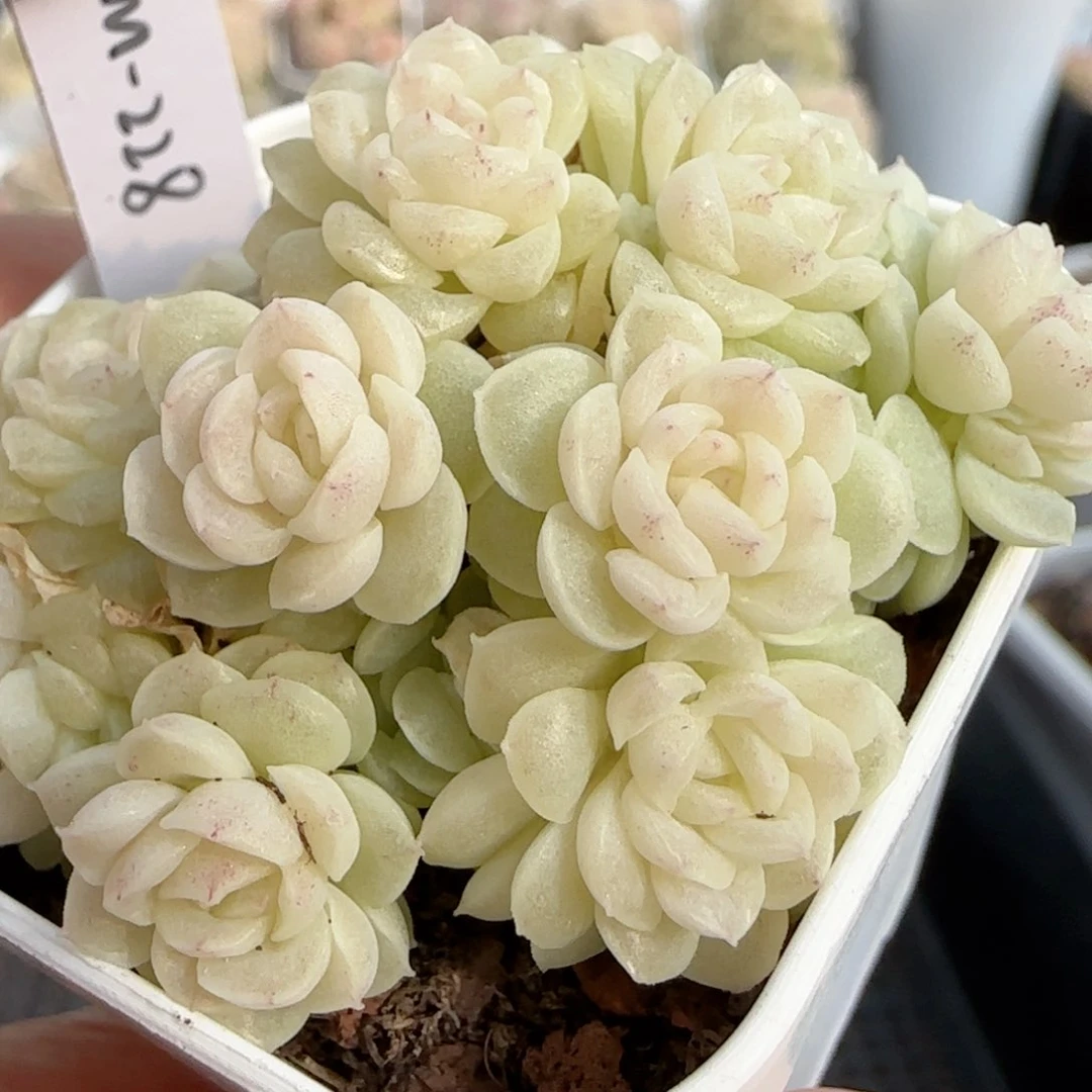 【闪购商品】0130-133（fm-228）