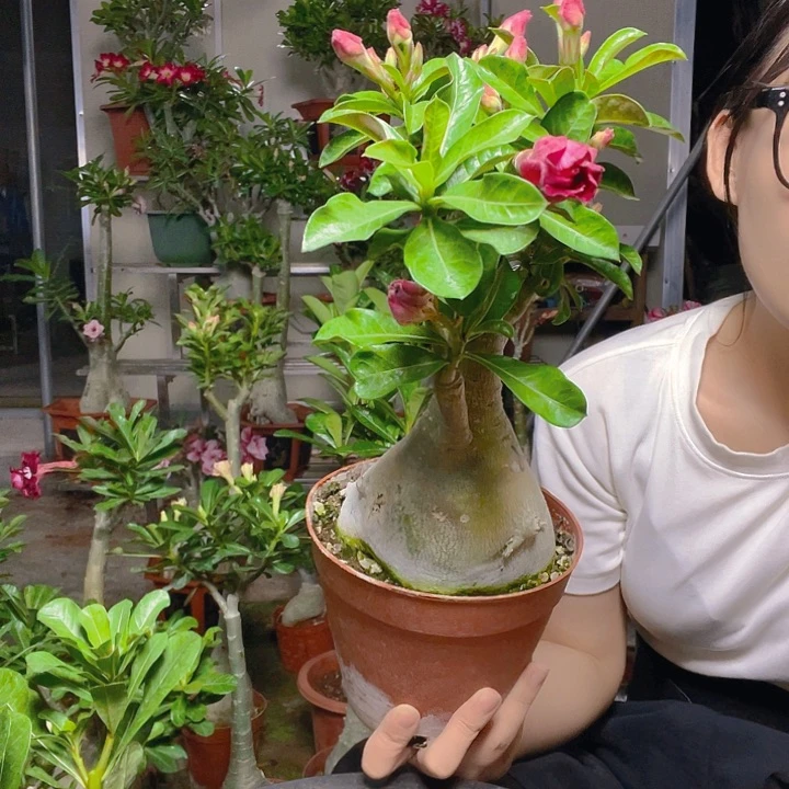 沙漠玫瑰潘越沙漠玫瑰