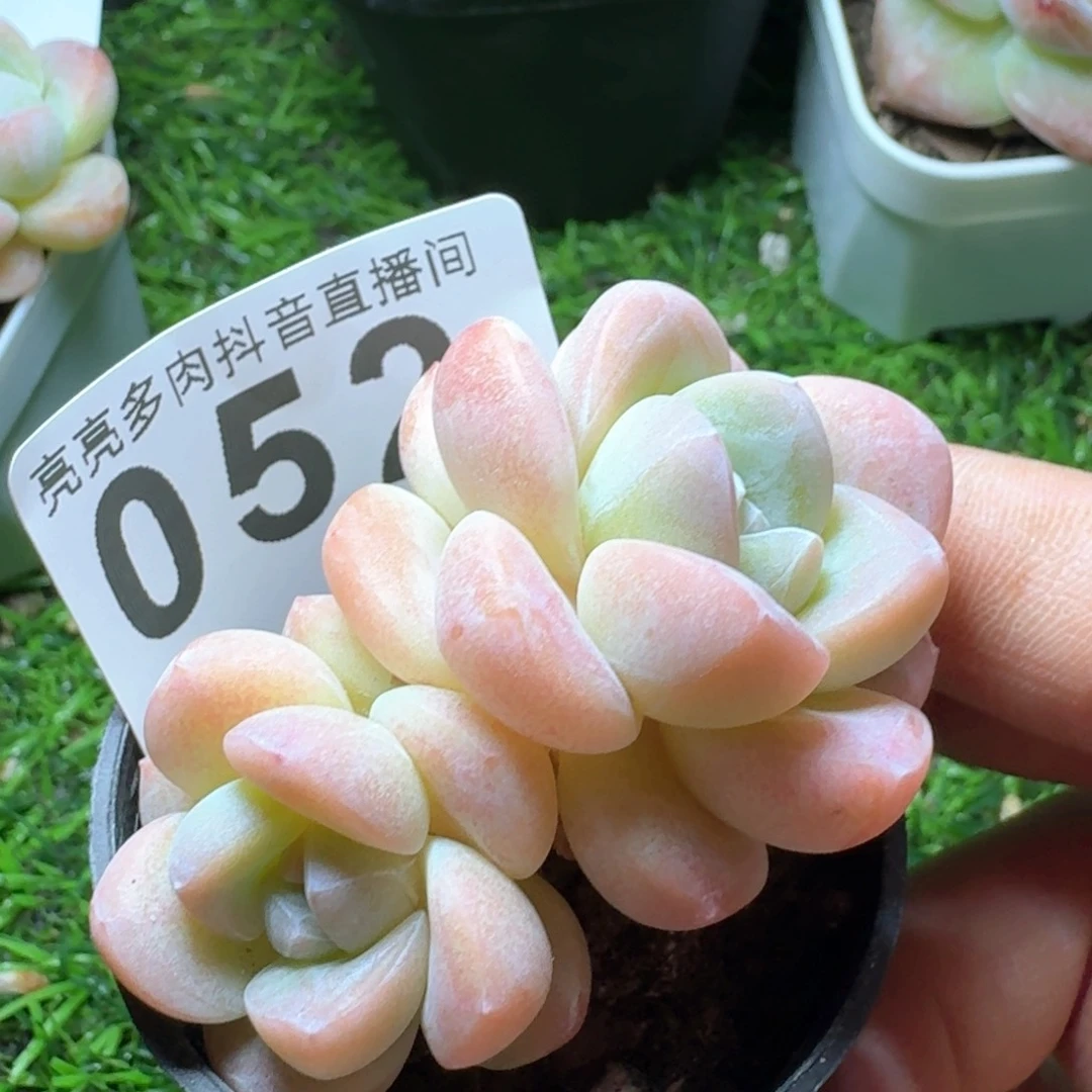 福利冰玉       精品多肉