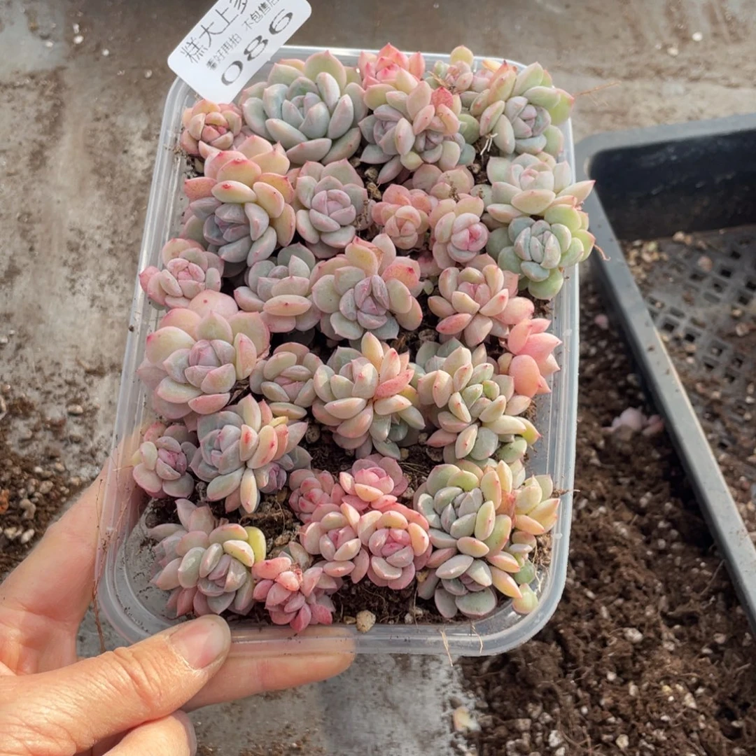 糕大上多肉植物086