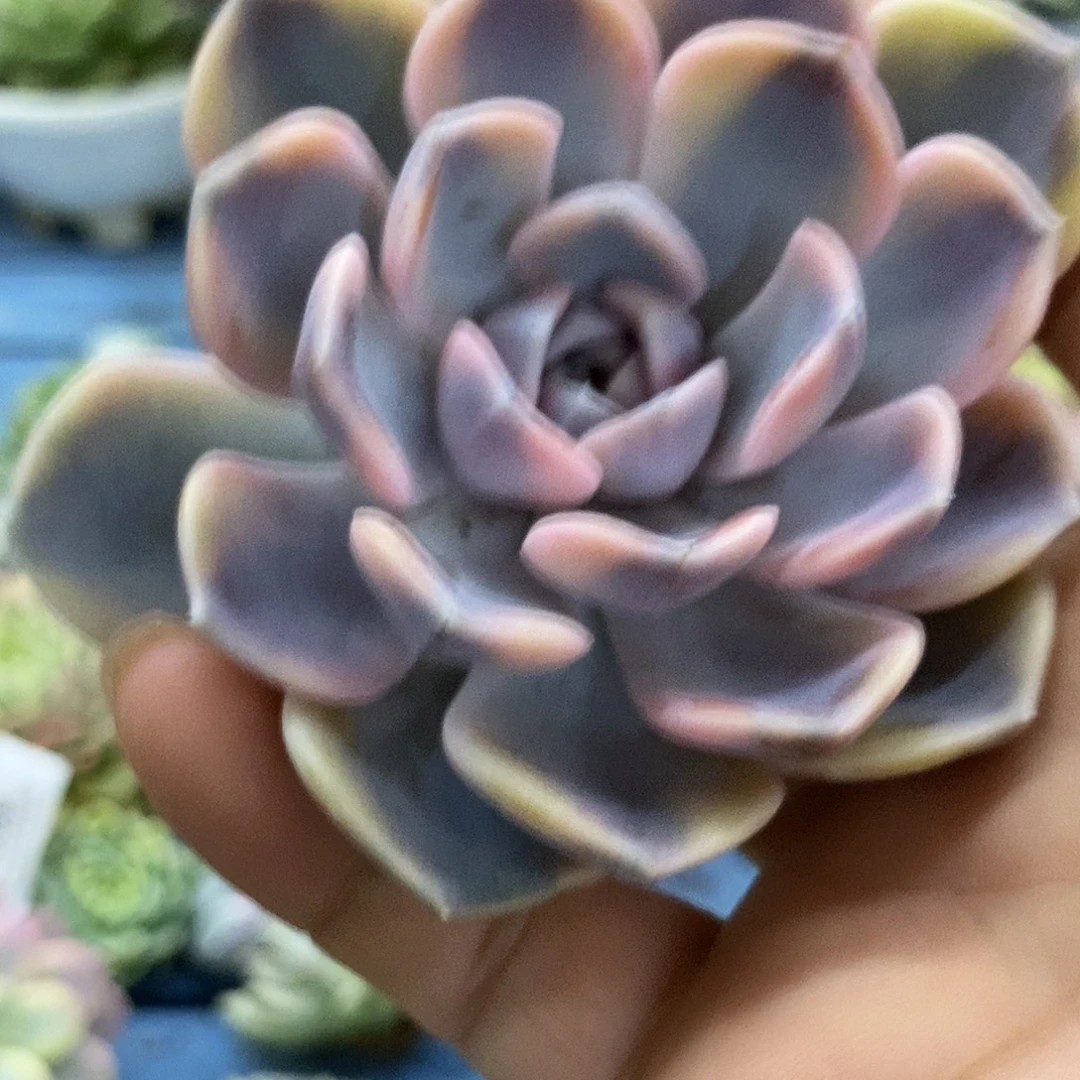 702汉堡锦炸多肉植物
