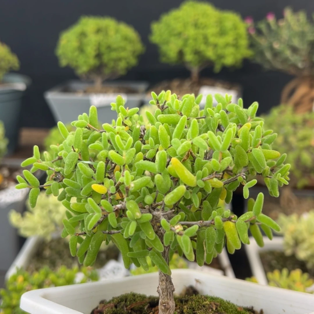 【闪购商品】甜*dy0864补差换dy0845彩虹卷锦