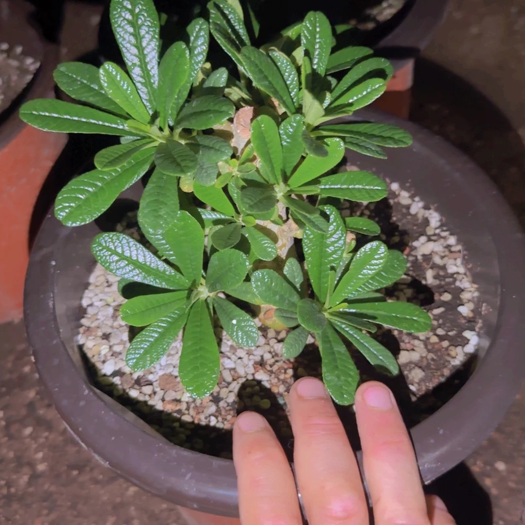 K***g块根植物块根植物